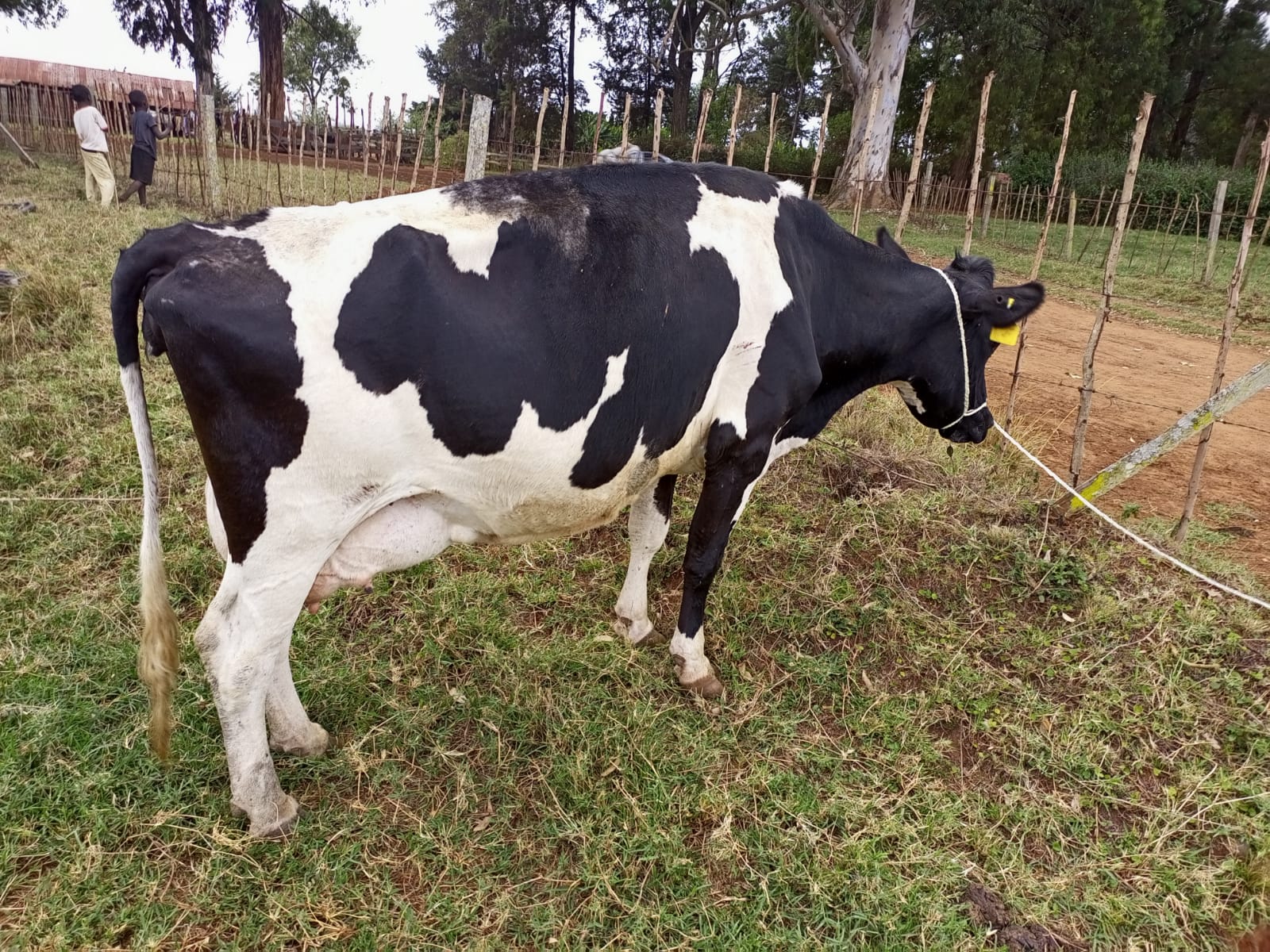 The Dairy Herd photo 1