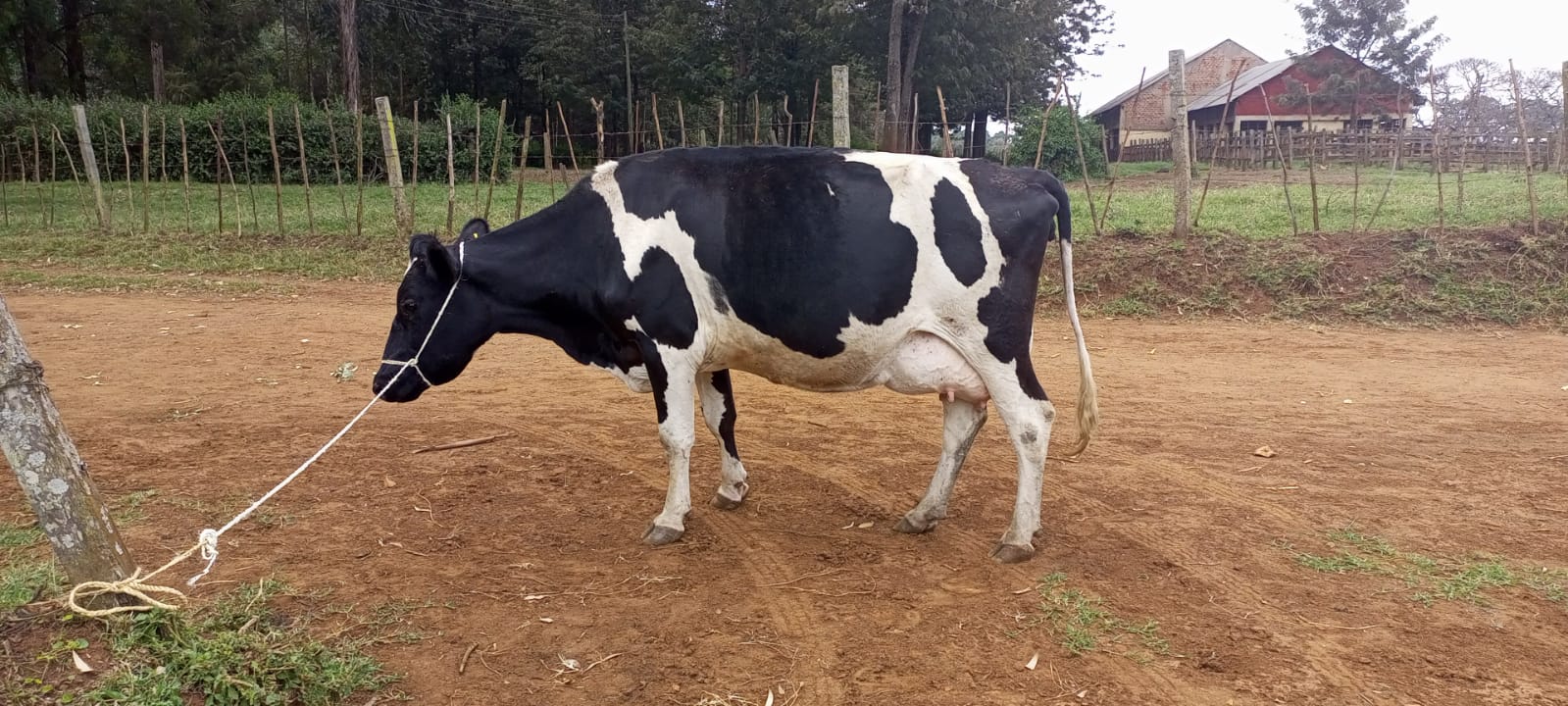 Dairy Farm photo 10