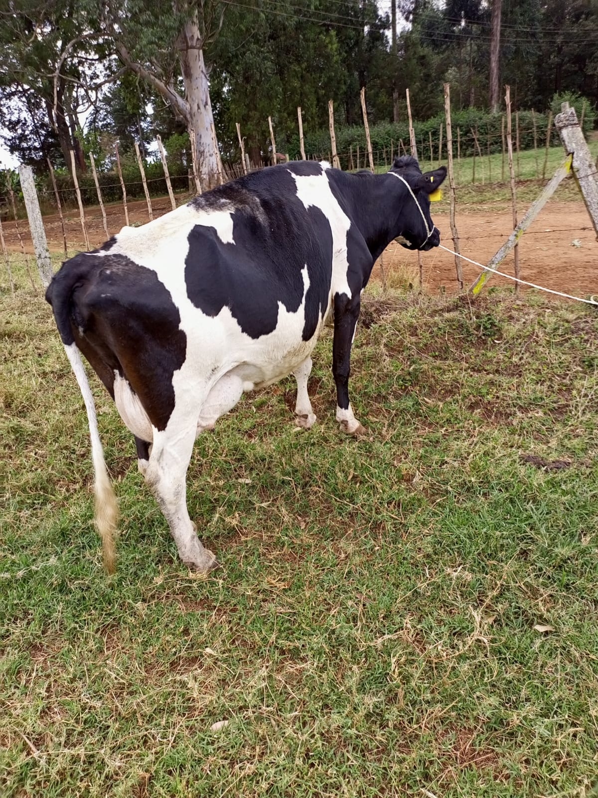 The Dairy Herd photo 2