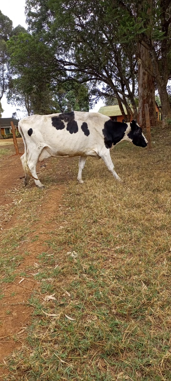 Dairy Farm photo 12