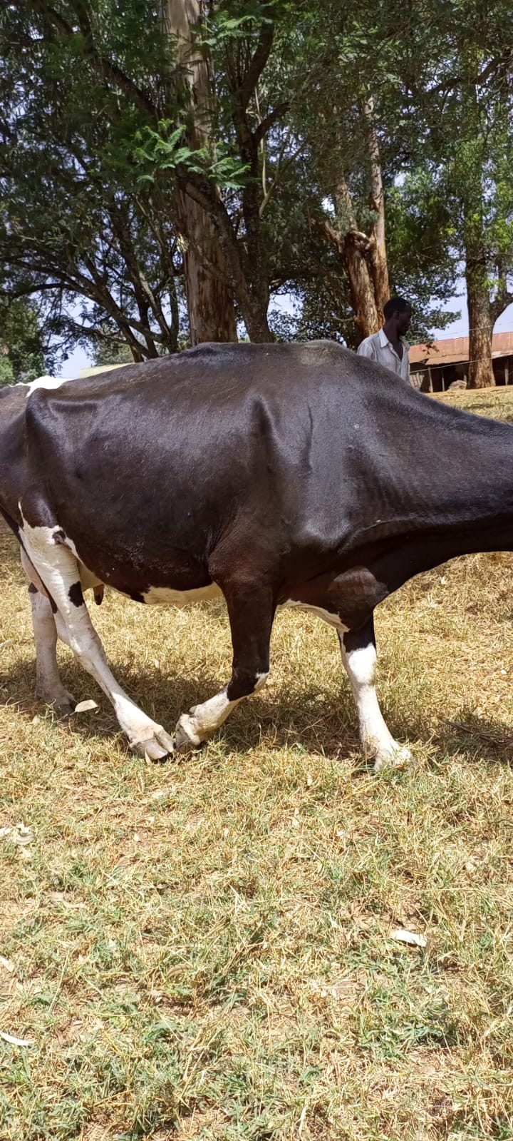 The Dairy Herd photo 3