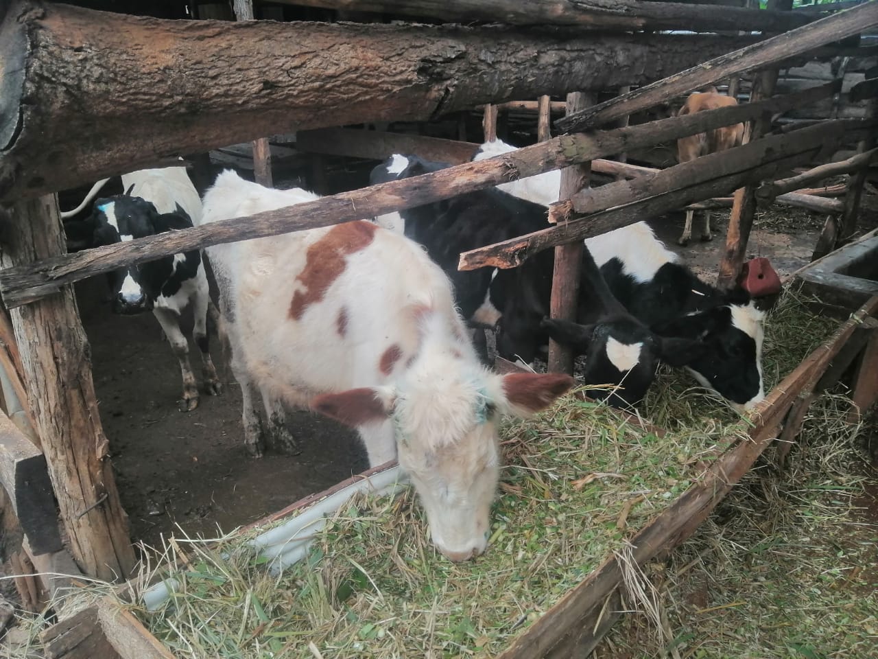 The Dairy Herd photo 4