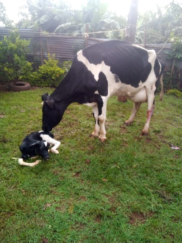 Dairy Farm photo 1