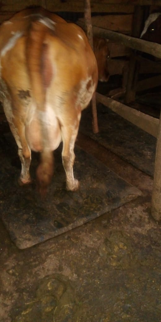 The Dairy Herd photo 5