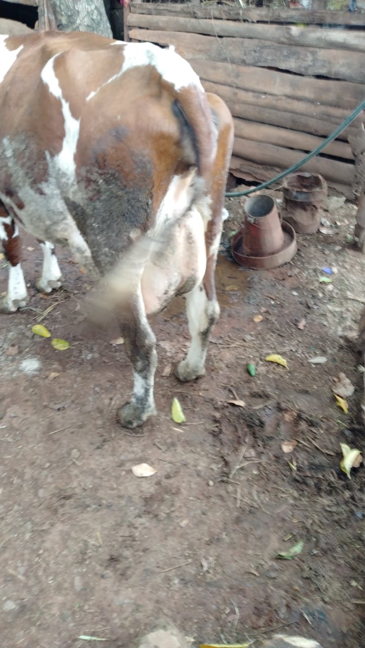 The Dairy Herd photo 6