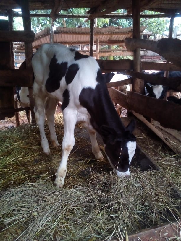Dairy Farm photo 2
