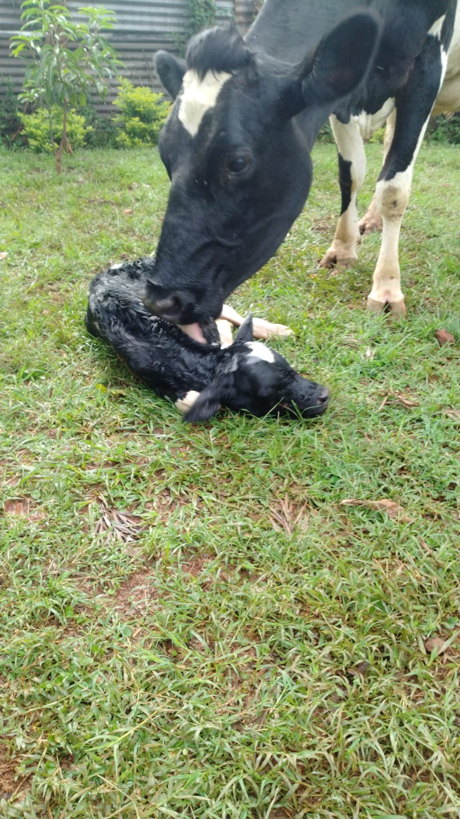 Dairy Farm photo 3