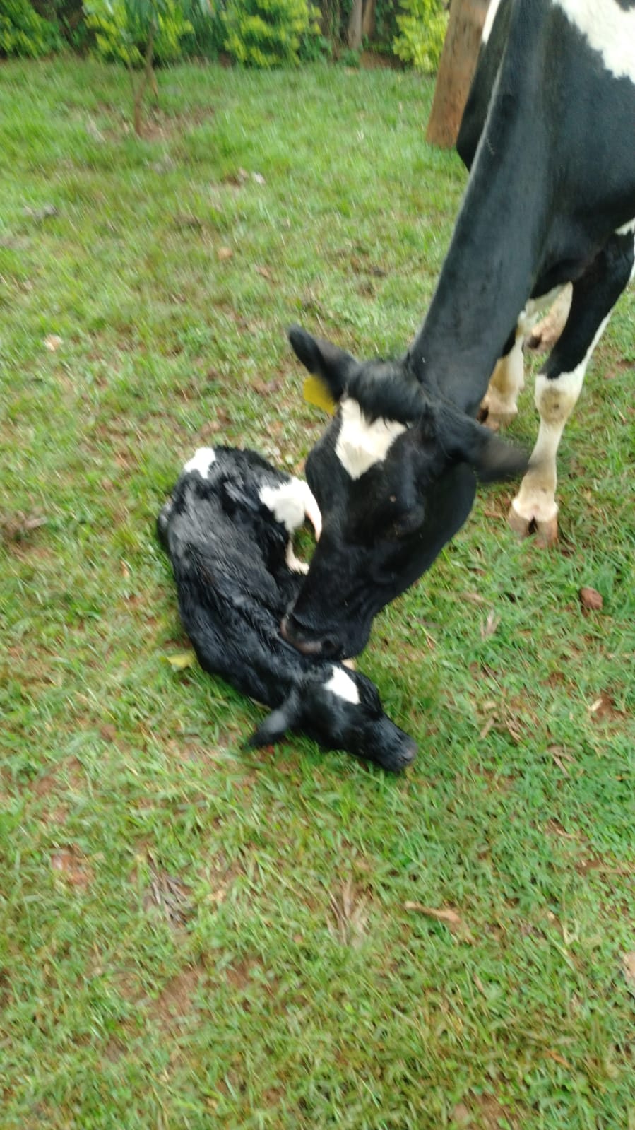 Dairy Farm photo 4