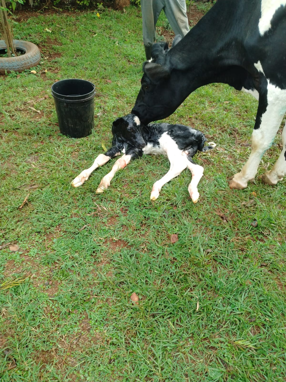 Dairy Farm photo 5