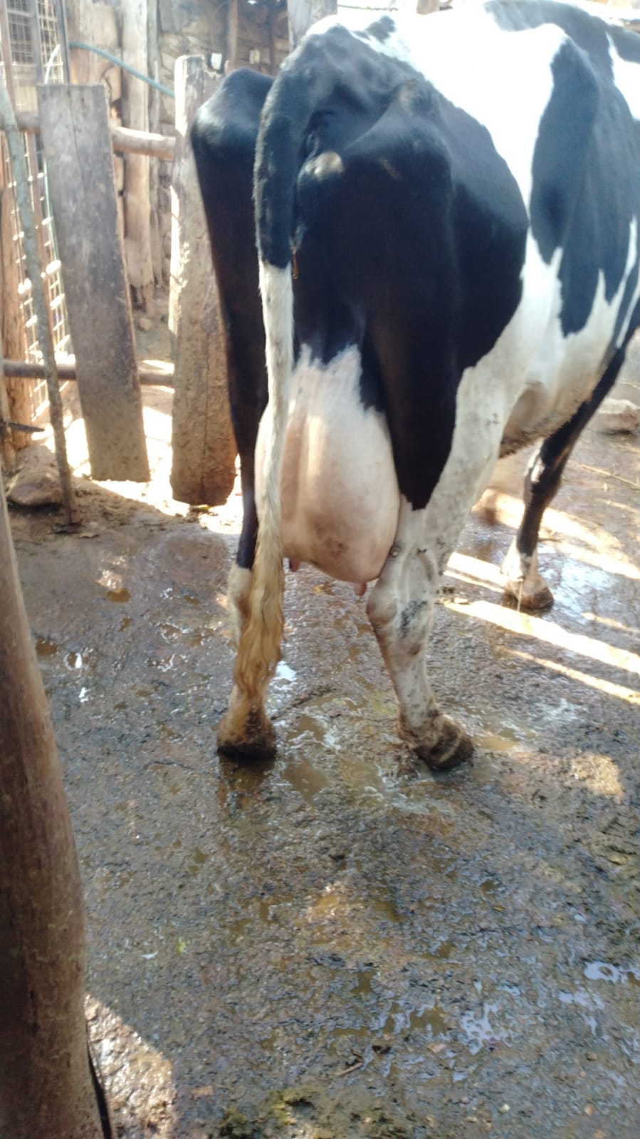 Dairy Farm photo 6