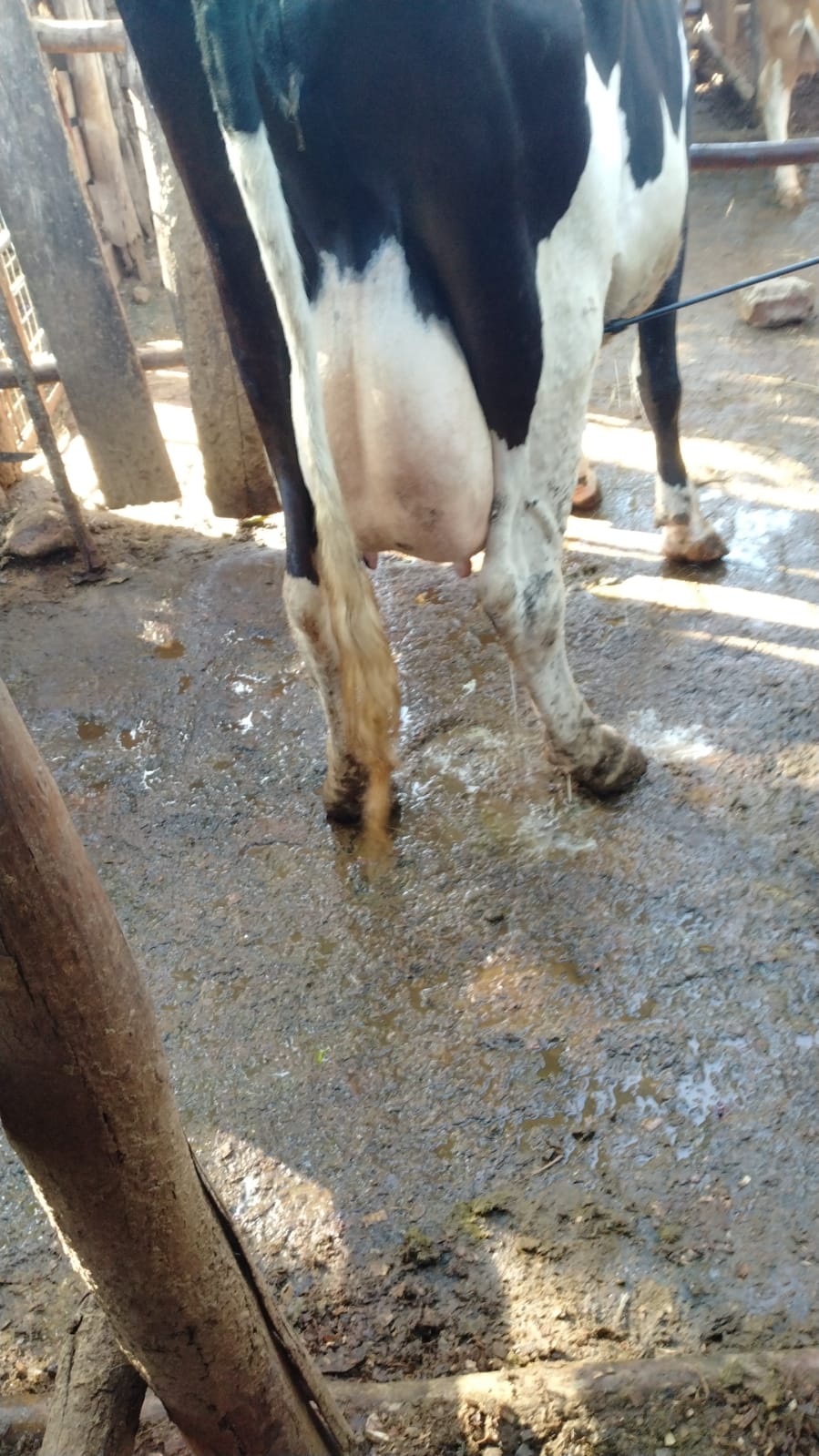 Dairy Farm photo 7