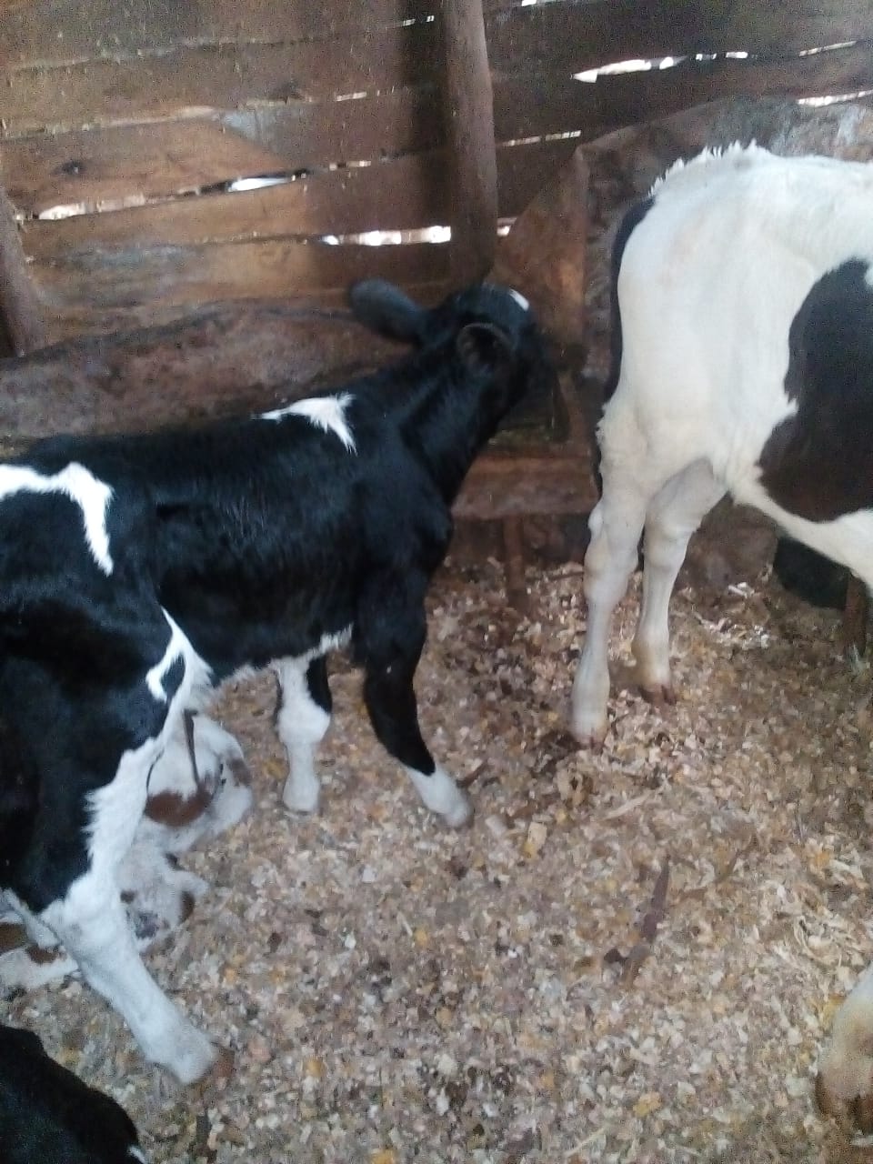 Dairy Farm photo 8