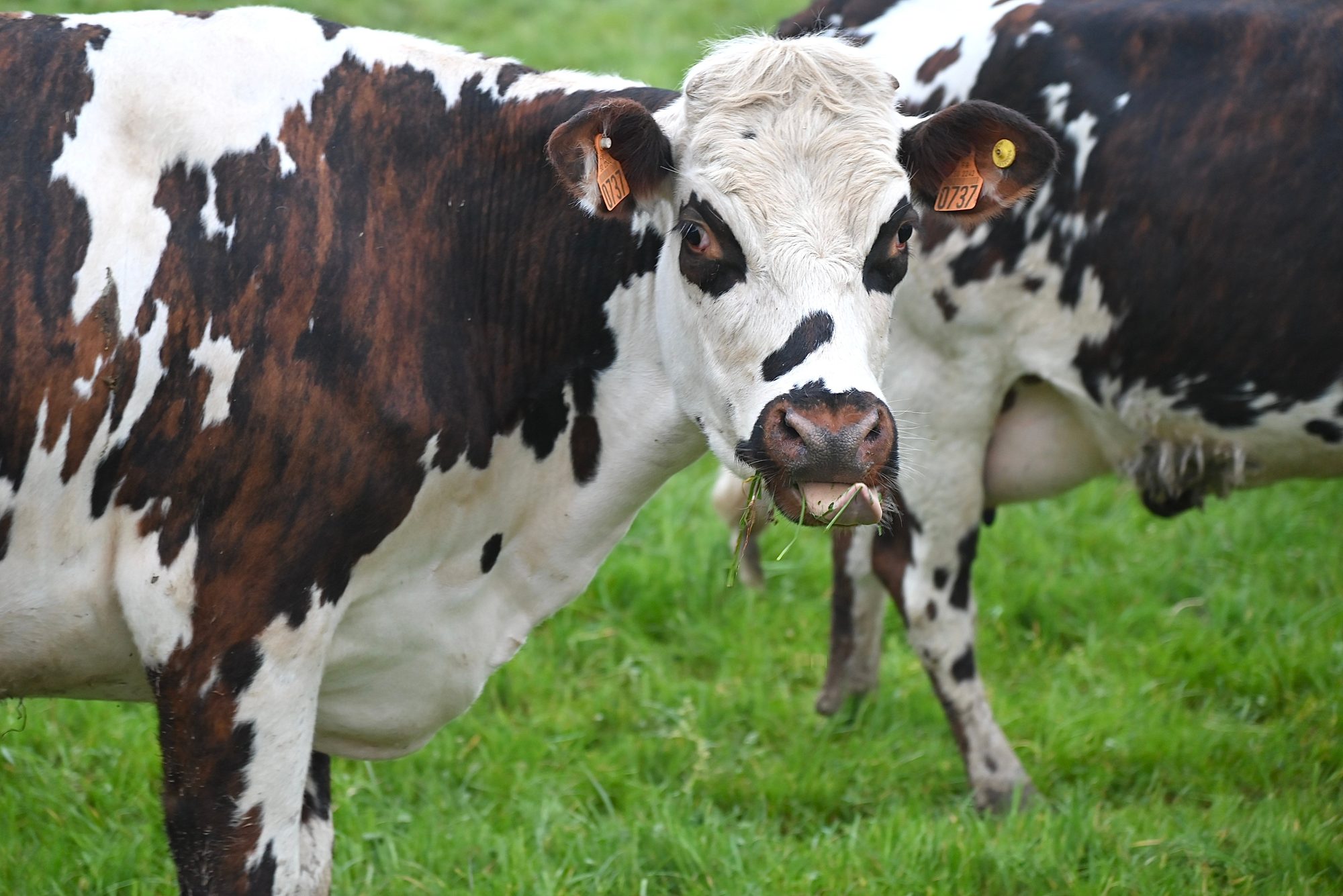 Calves at the Patfarms barn