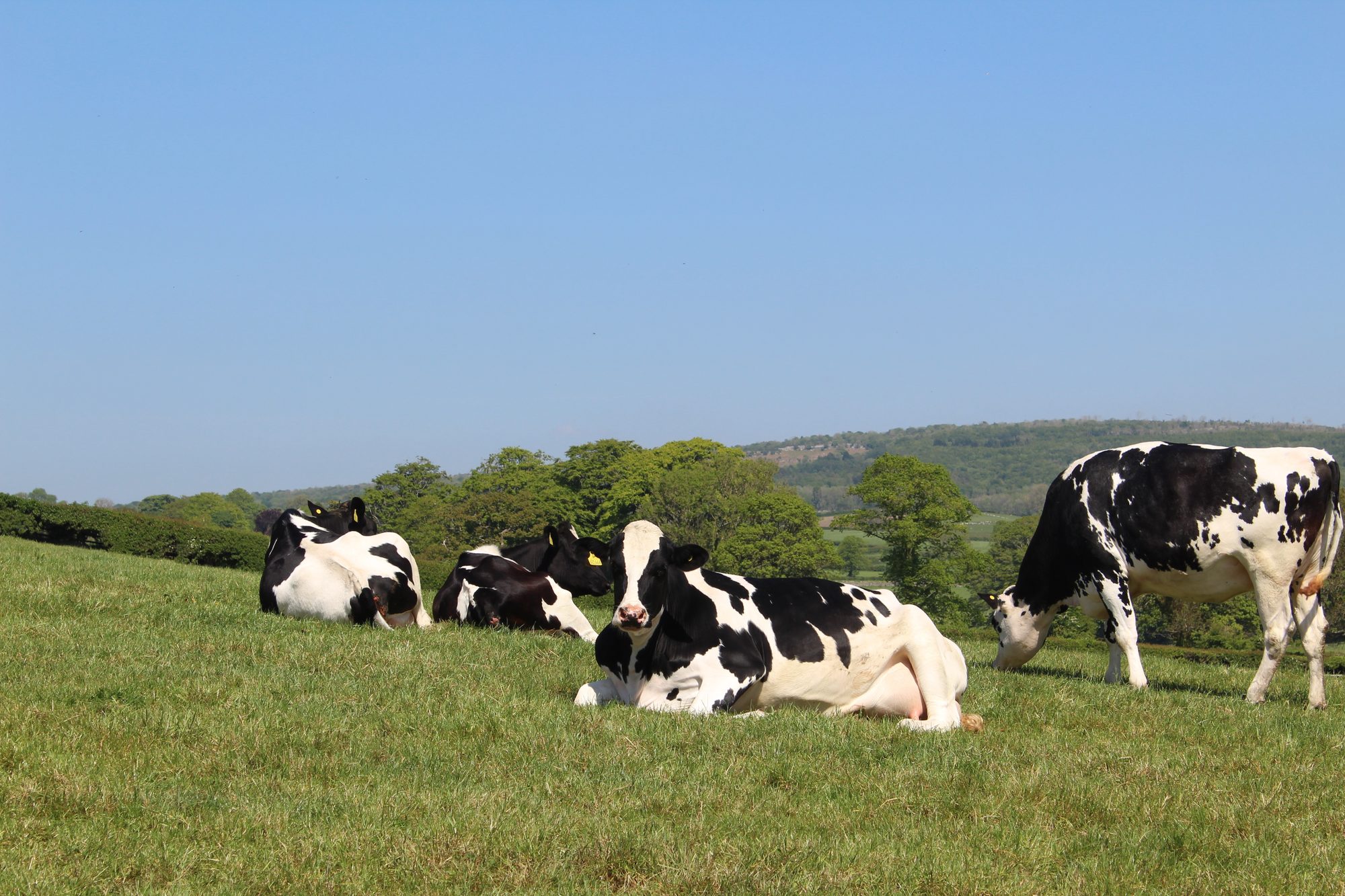 Cows grazing at Patfarms