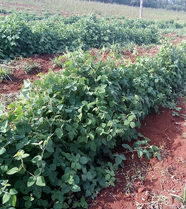 Feed image 2