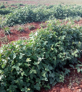 Feed image 5