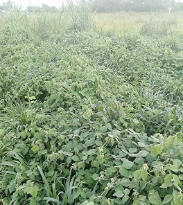 Feed image 6