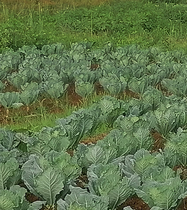 Feed image 7