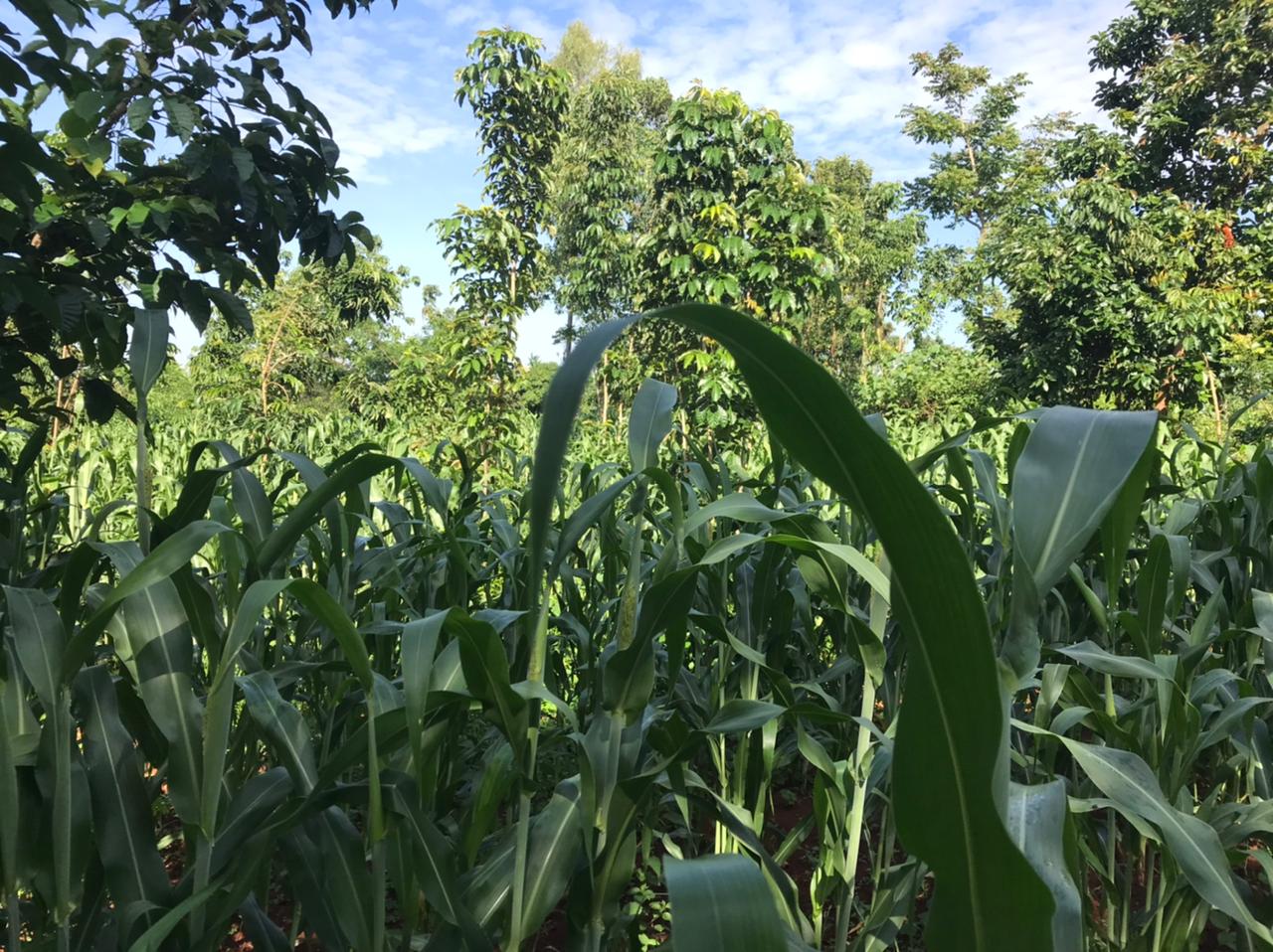 The Green Farm photo 4