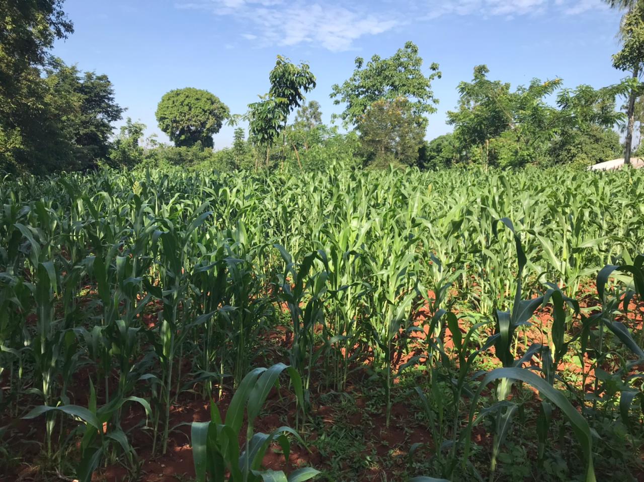 The Green Farm photo 5
