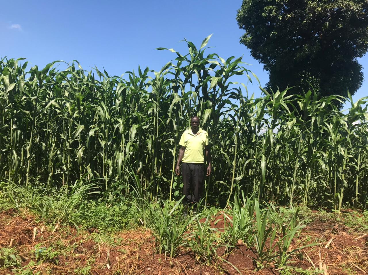 The Green Farm photo 6