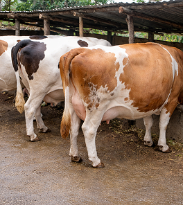 The Cow Barns photo 1