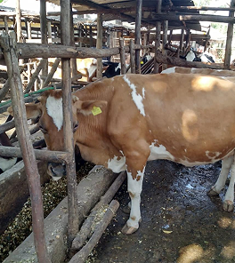 The Cow Barns photo 2