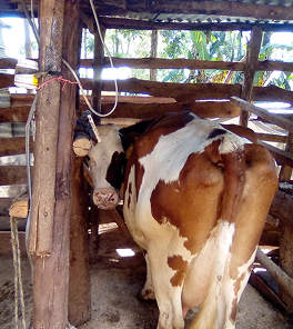 The Cow Barns photo 3