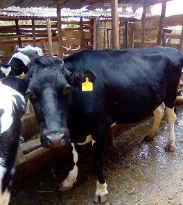 The Cow Barns photo 4