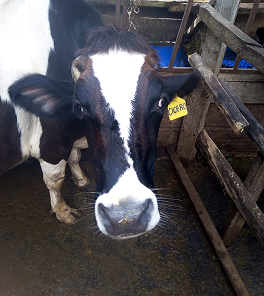 The Cow Barns photo 5