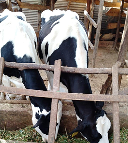 The Cow Barns photo 6
