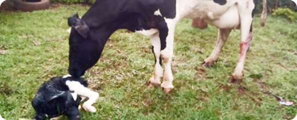 Breeding & Genetics Management