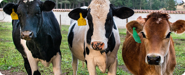 Herd Health Monitoring