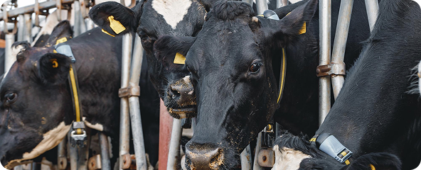 Herd Health Management