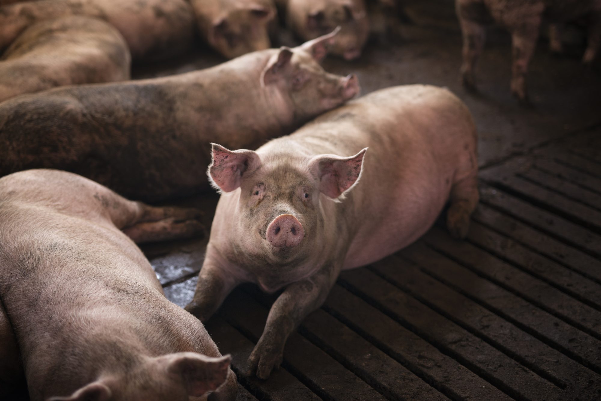 The Piggery photo 1
