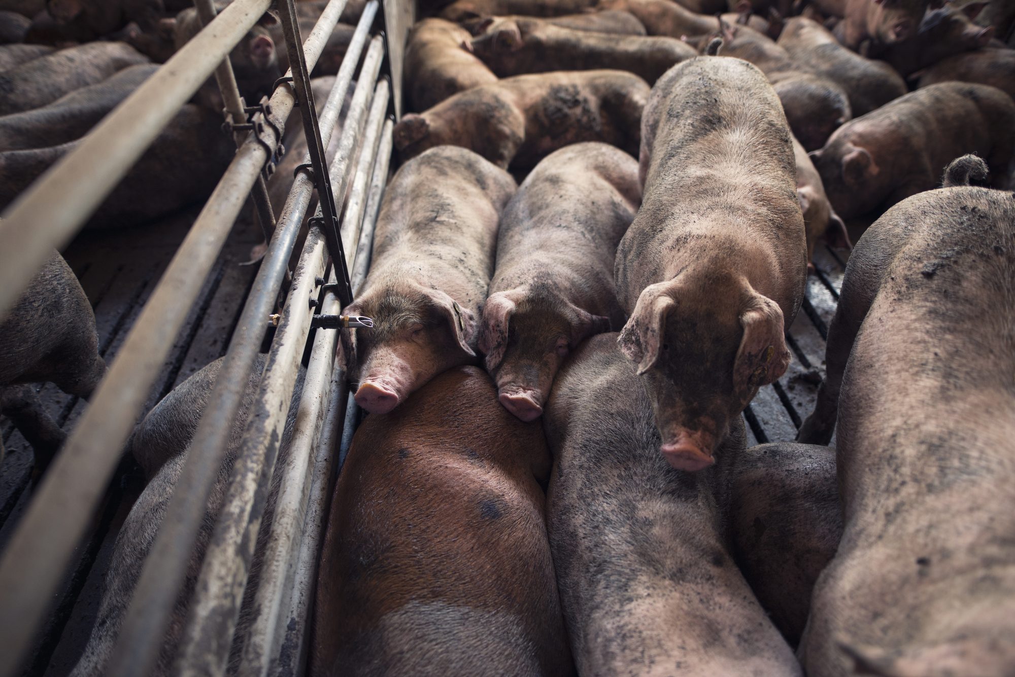 The Piggery photo 2