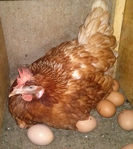 Poultry image 1