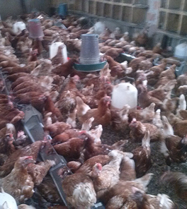 Poultry image 2