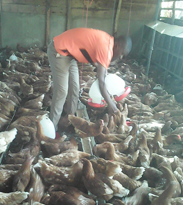 Poultry image 3