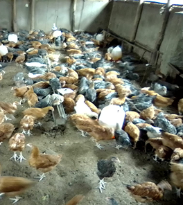 Poultry image 4