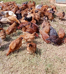 Poultry image 5