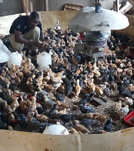 Poultry image 6
