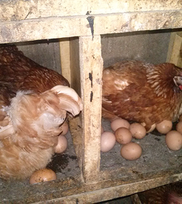 Poultry image 7