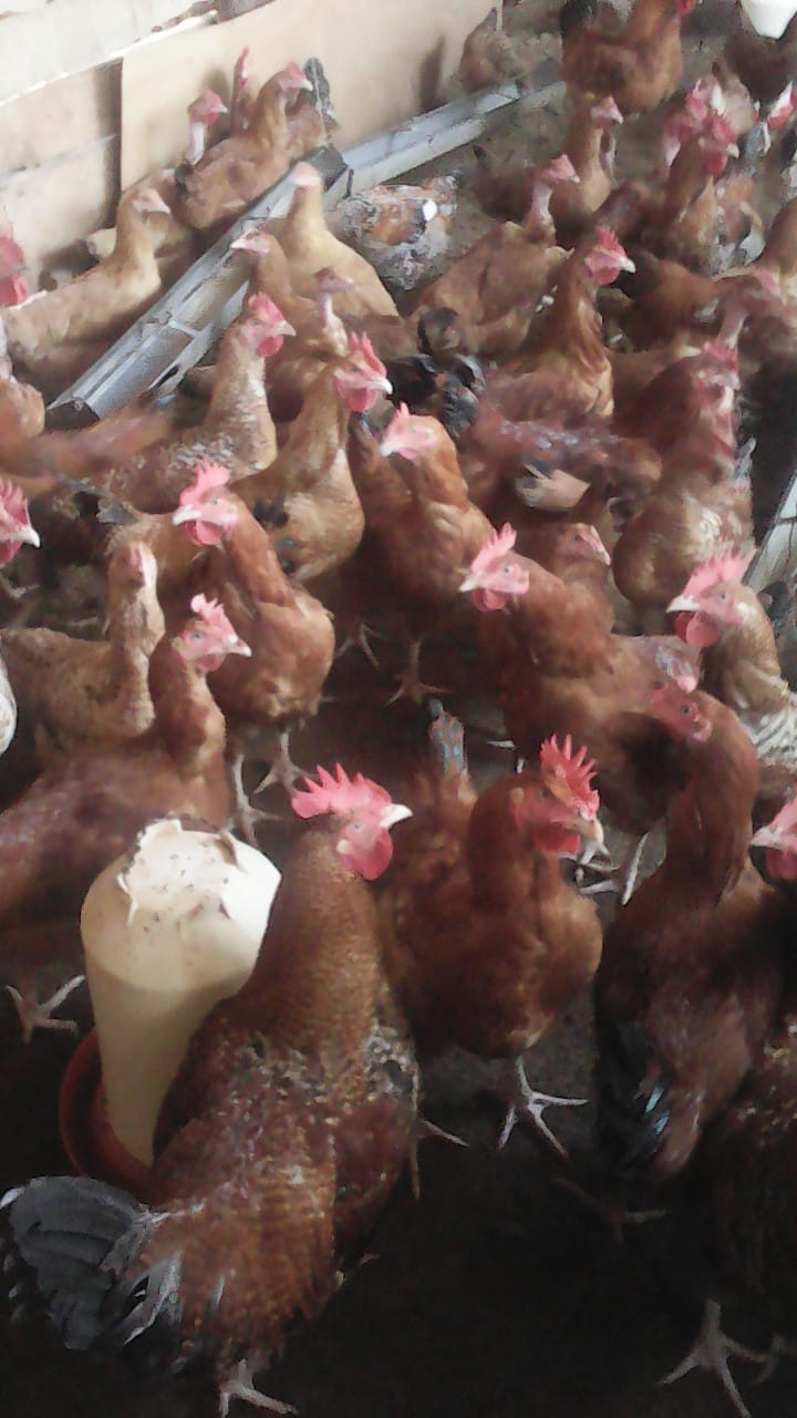 Poultry Products
