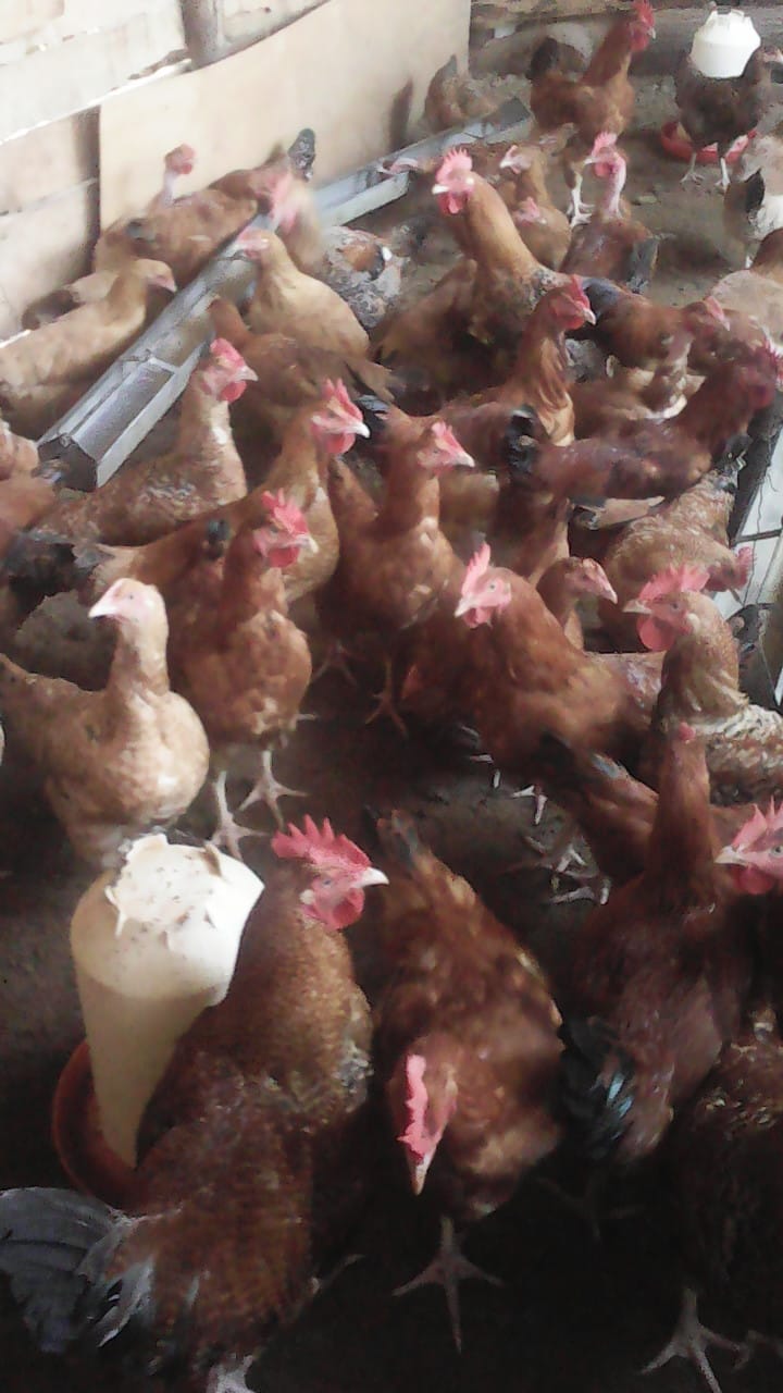 Poultry Unit photo 3
