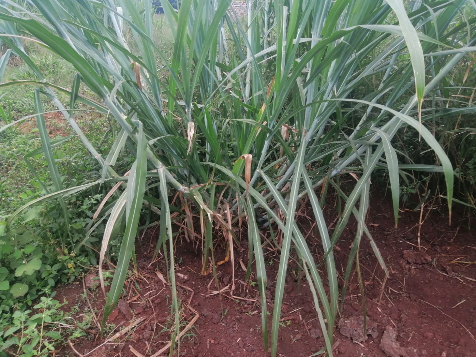 /images/claves/claves13.jpeg1