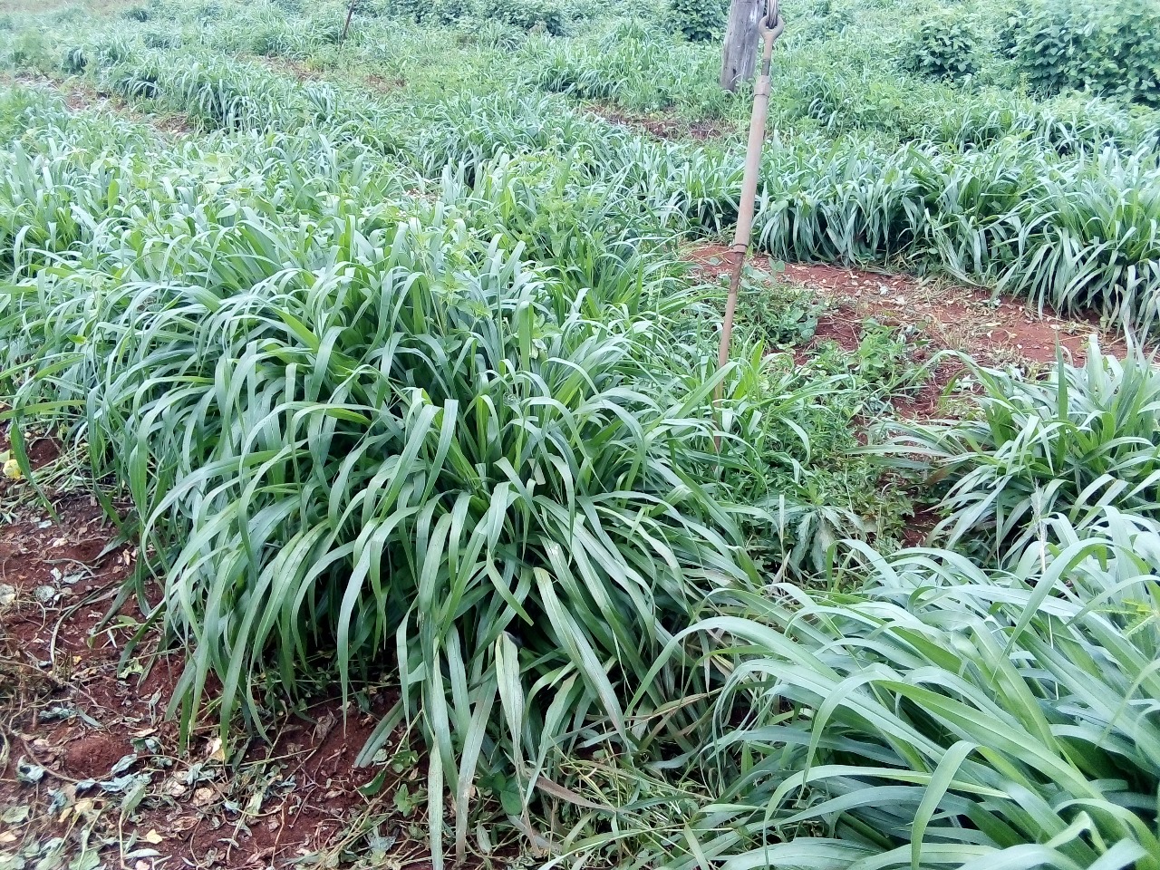 /images/claves/claves25.jpeg1