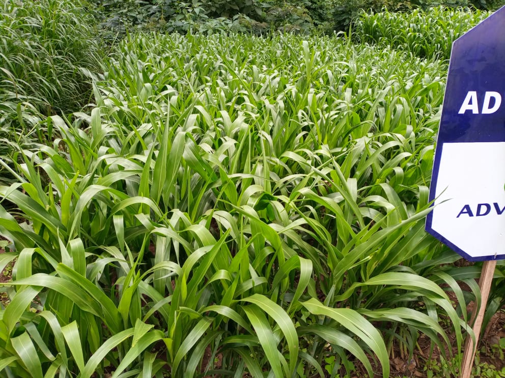 /images/claves/claves5.jpeg1