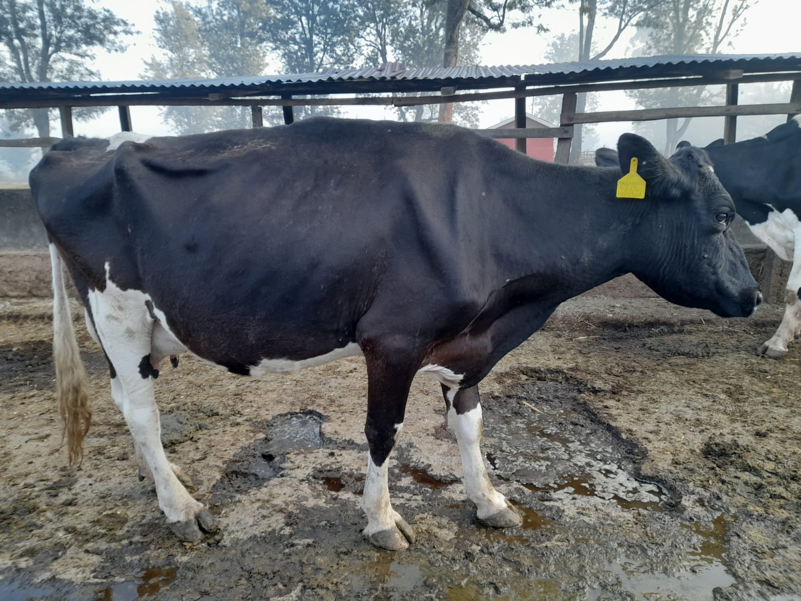 /images/diaries/cow17.jpeg1