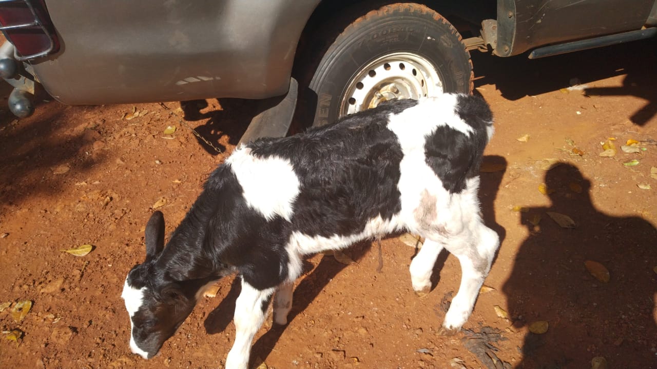 /images/diaries/cow20.jpeg1